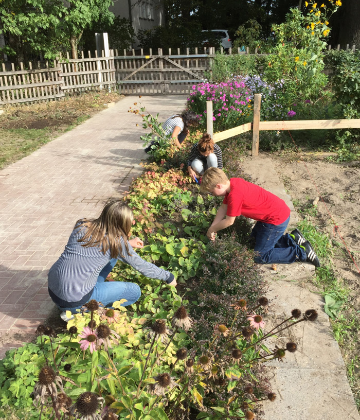 Fleißiges Zwiebelstecken Wahlfach ‚Garten‘, Gymnasium Insel Scharfenberg