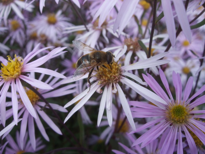 Die Bienen haben Freude an unserem Garten