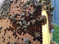 Unsere kleinen Bienen-Freunde sind im Juli schon ganz fleißig!