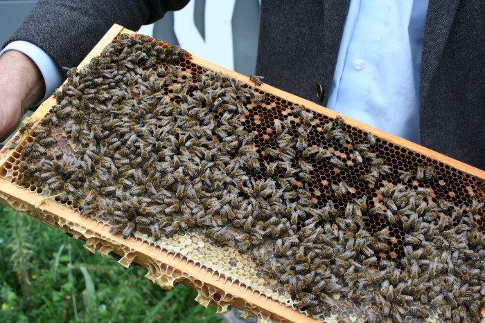 Das sind unsere fleißigen Bienen im September.