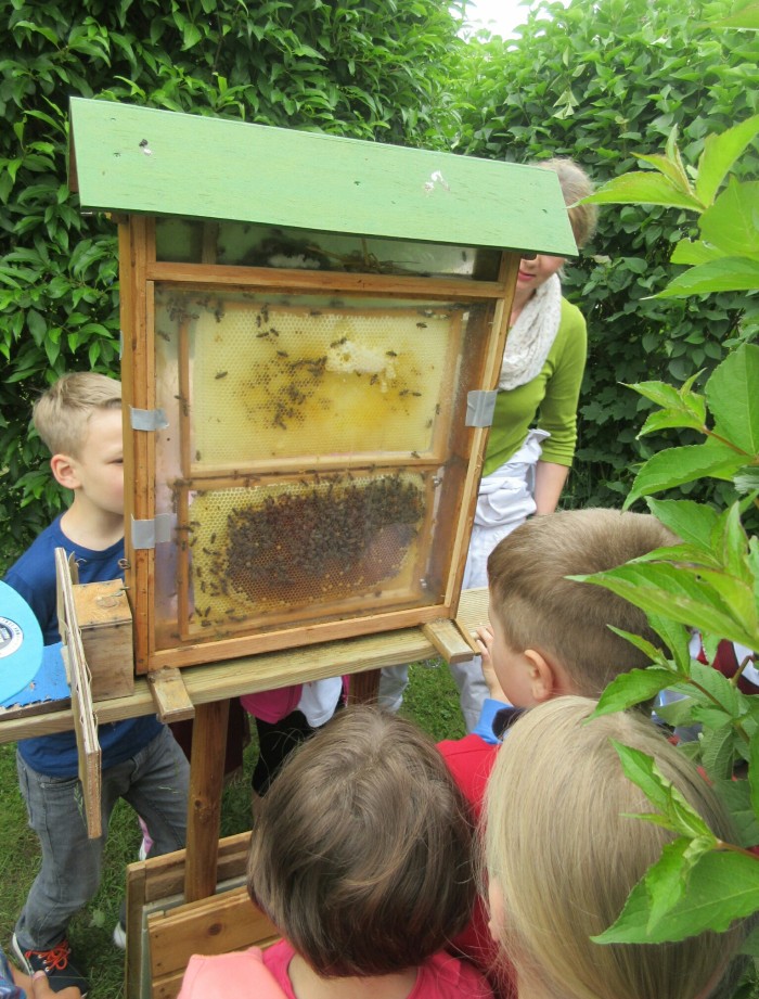 Im Frühsommer haben wir einen Bienenschaukasten angeschafft. So bekommen die Kinder einen guten  ...