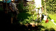 Im September haben wir noch einen Bienenbaum gepflanzt. Er bietet reichlich Nektar in der Tracht ...