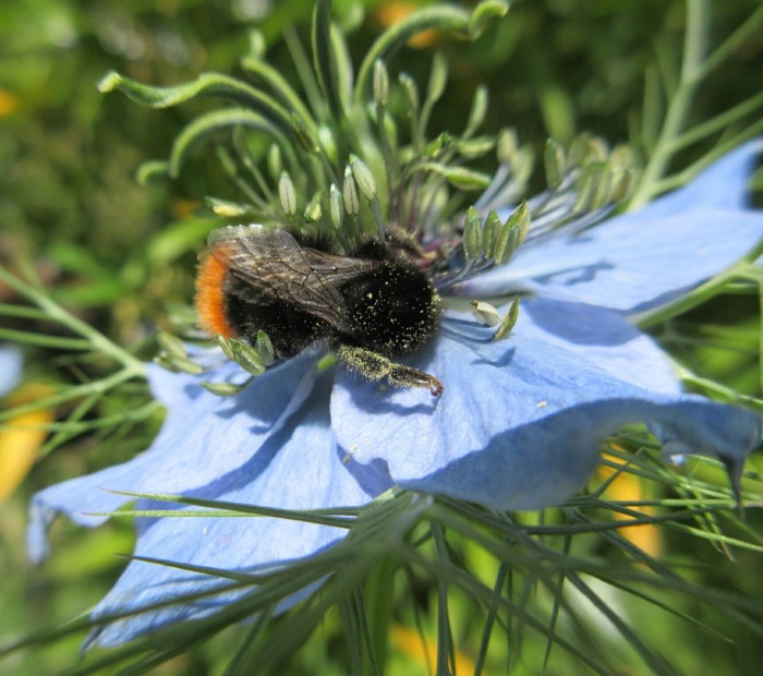Hummeln und Bienen lieben die Nigella, die wir großflächig in allen Beeten ausgesäht haben.