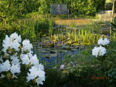 Teich in Weiß