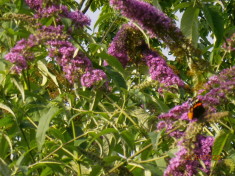 Der Sommerflieder blüht von Juni bis September – manchmal auch noch bis November