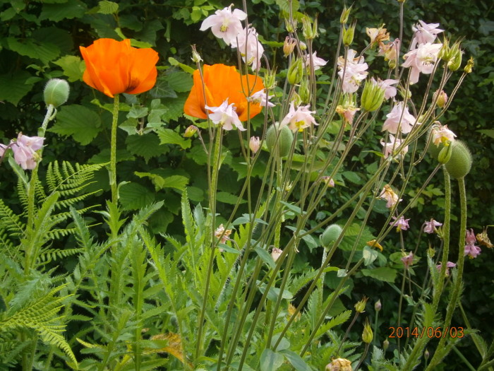 Mohn und Akeleien