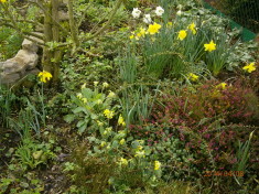 Osterglocken und Schlüsselblumen