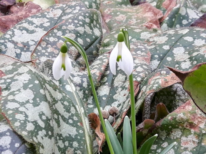 Frühlingserwachen – Schneeglöckchen vor Lungenkraut