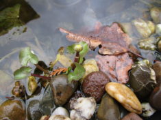 Sumpfdotterblume (Knospe und junge Blätter) im Wasserbecken, welches vom Insektenhotel (Paletten ...