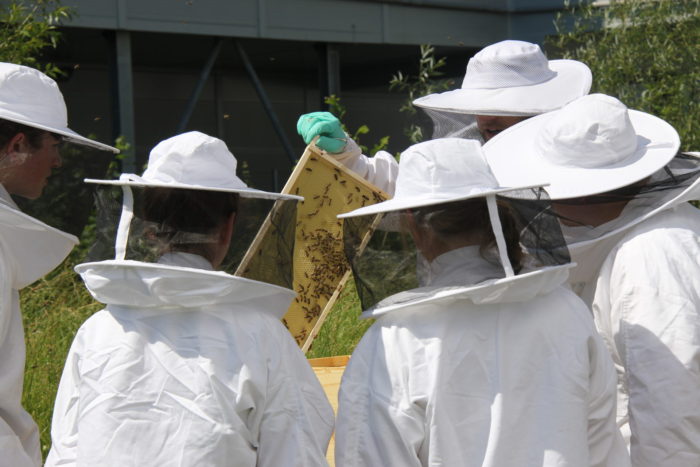 Ein Bienenstock will betreut werden