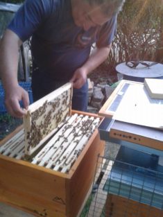 Die fleißigen Honigsammler