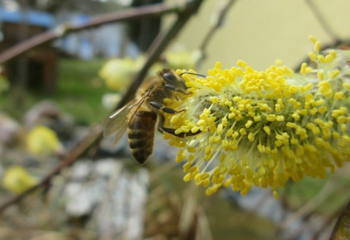 Die im letzten Jahr am neu angelegtem Bienentränketeich gepflanzte Weide blüht. Und die Bienen f ...