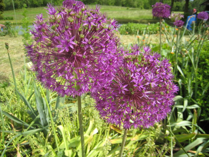 Diese Blumen lieben die Bienen, von denen haben wir viele in unserem „Paradies“