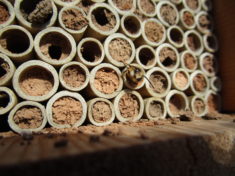 Mauerbiene schlüpft aus Niströhrchen unseres ersten Insektenhotels