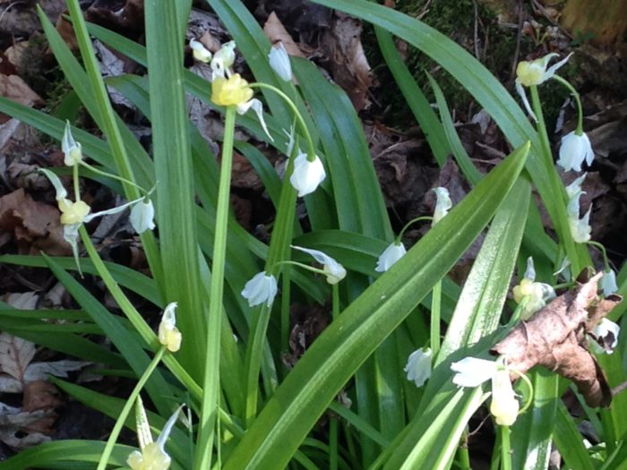 TIPP April: Wunderlauch (Allium paradoxum)