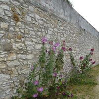 in direkter Nachbarschaft: Stockrosen an der schönen alten Stadtmauer