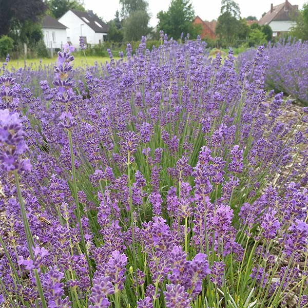 Im Sommer 2016 stand unser Lavendel-Labyrinth schon ab Juni in voller Blütenpracht!