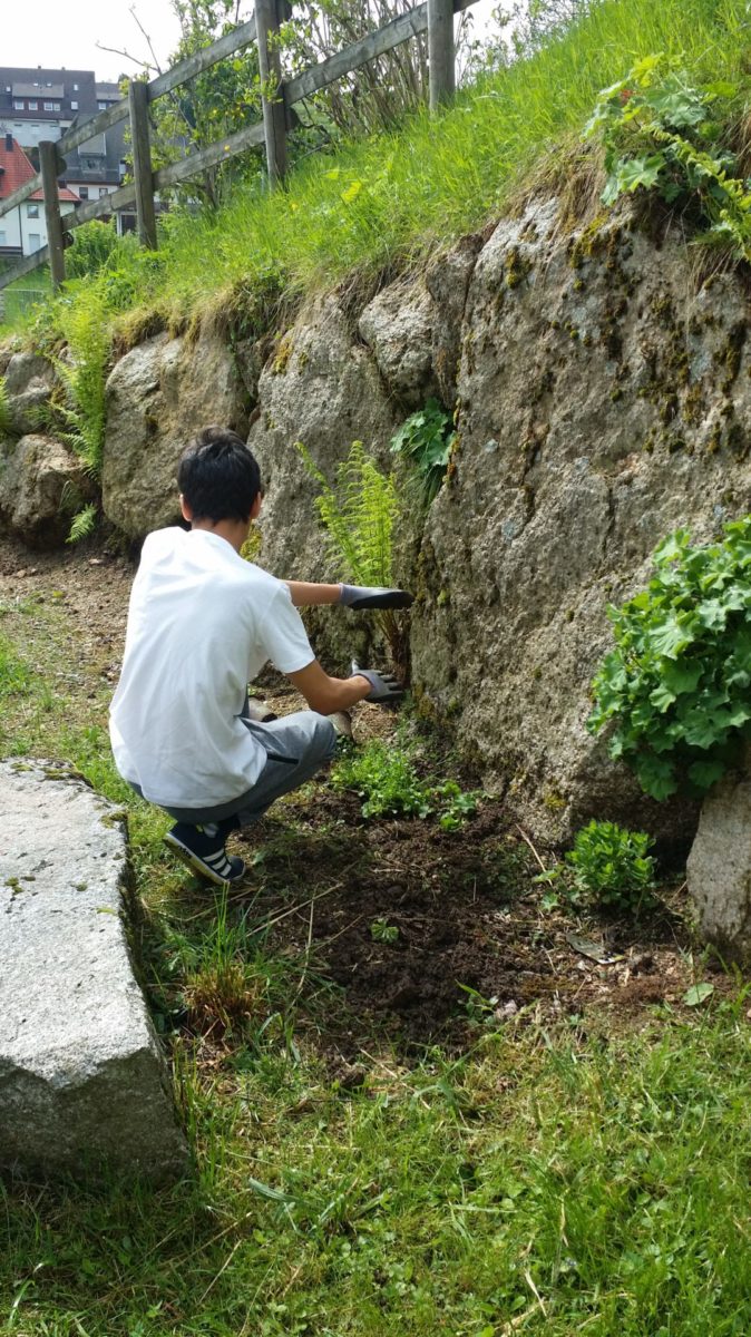 Bepflanzung der Steinmauer