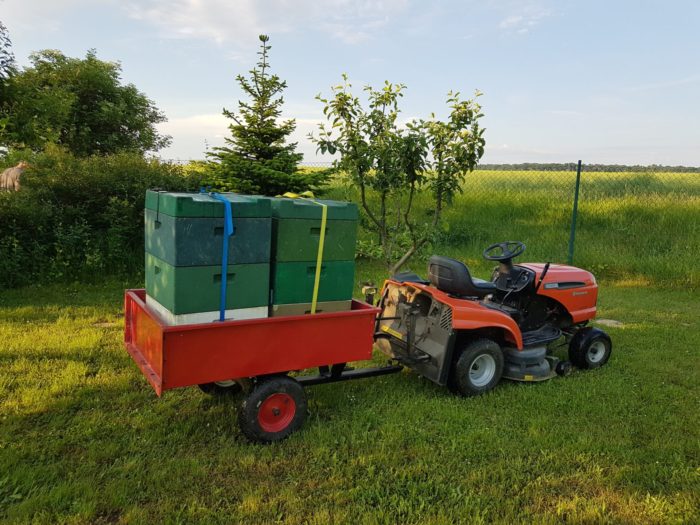 Die Bienen ziehen ein