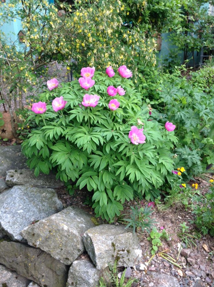 Mai: Zauberpflanze Pfingstenrose