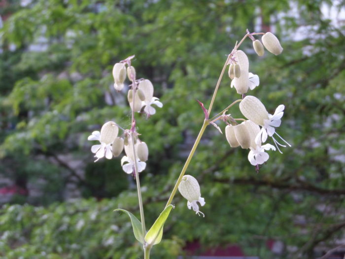 Naturschönheit und Bienenleckerli