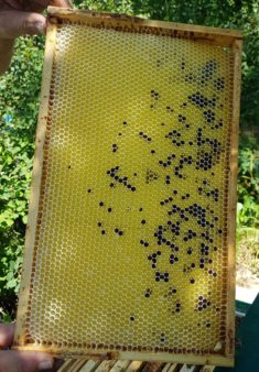 Wabe mit Phacelia (Bienenfreund)-Pollen
