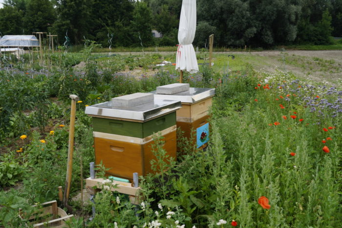 Zwei Bienenvölker haben ein neues Zuhause gefunden