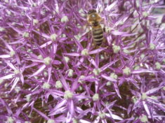 Bienenflug auf Allium