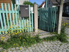 Kein Unkraut! Bienenfutter!