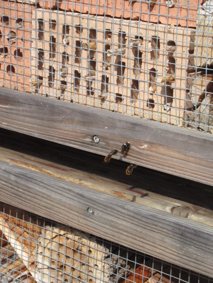 Paarende Mauerbienen auf unserem Insektenhochhaus
