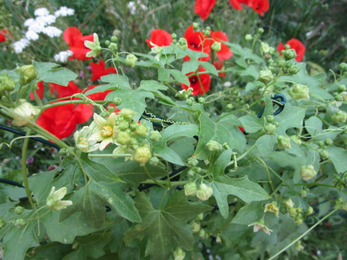 Klatschmohn und Zaunrüben in voller Blüte