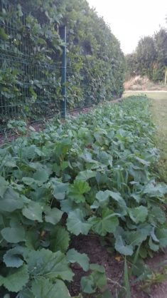 Zwischenergebnis der Aussaat im Familiengarten