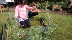 Privatgarten von Kitafamilien mit bienenfreundlichen Blumen