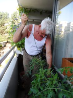 Michael beim Befestigen der Tomaten