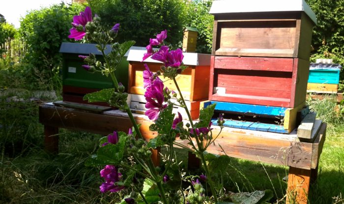 Direkt am Bienenstand im Garten stehen jetzt die Malven in voller Blüte.