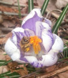 Unsere erste geschlüpfte Mauerbiene bei uns im Garten. Wir haben im Oktober Mauerbienen Kokons g ...