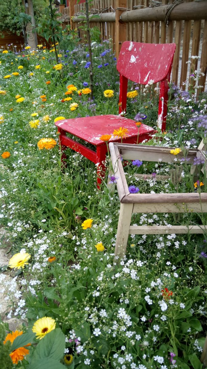 Mein Bienenparadies im Juli… Bezaubernd auch für alle vorbeilaufenden Touristen und Naumbu ...