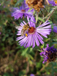 Herbstbienen – karlsbienen