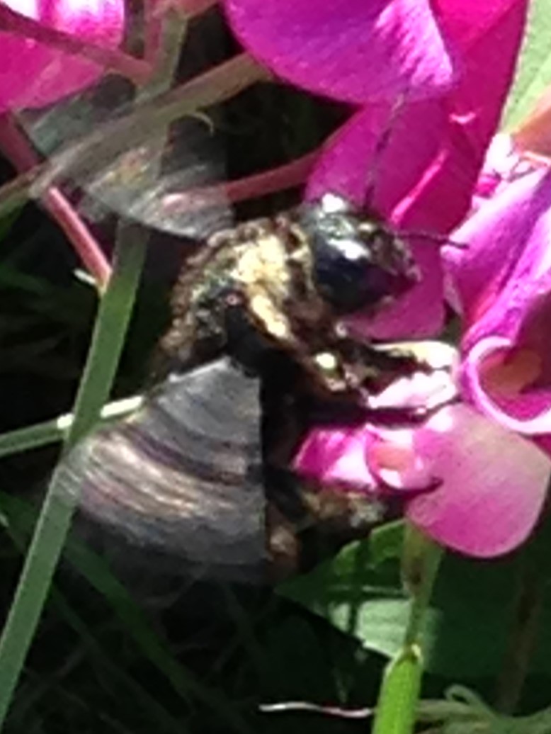 Holzbiene: Markoaufnahme bei einem Kolibri ? – nicht so einfach