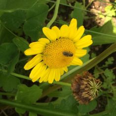 Wildbiene auf Färberkamille