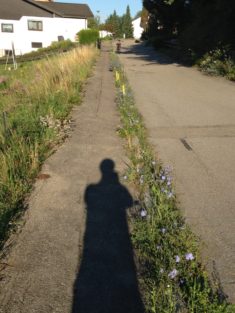 Natur wachsen lassen – Morgengruß durch die Wegwarte