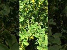 Insektenmagnet: Berberitze im Naturgarten – YouTube