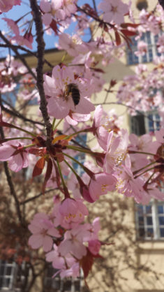Kirschblüte und Wildbienen im Schulhof (+Video) – karlsbienen