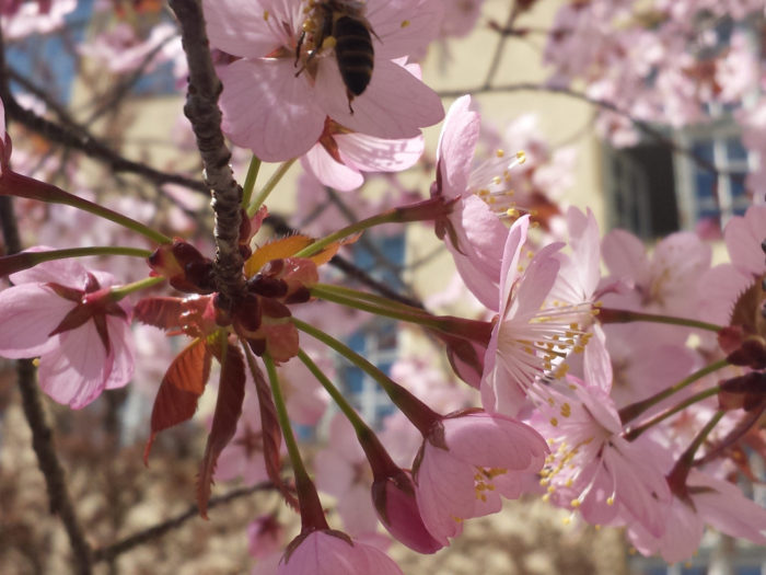 Kirschblüte und Wildbienen im Schulhof (+Video) – karlsbienen