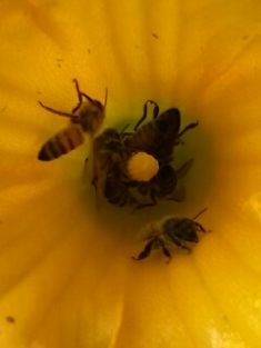 Ein Bienenbad in der Kürbisblüte