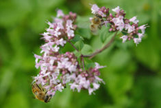 Fleißiges Bienchen