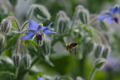 Fleißiges Bienchen