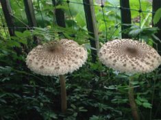 Tipp August: Parasole im eigenen Garten