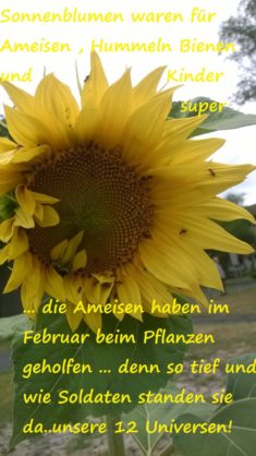 Sonnenblumen