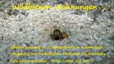 Mein Buch Wildbienen Wohnungen Dokumentationen aus dem Hortus Nette Urban Sky und dem Hortus SaBiene